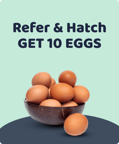 Egg offer | Meaty Days